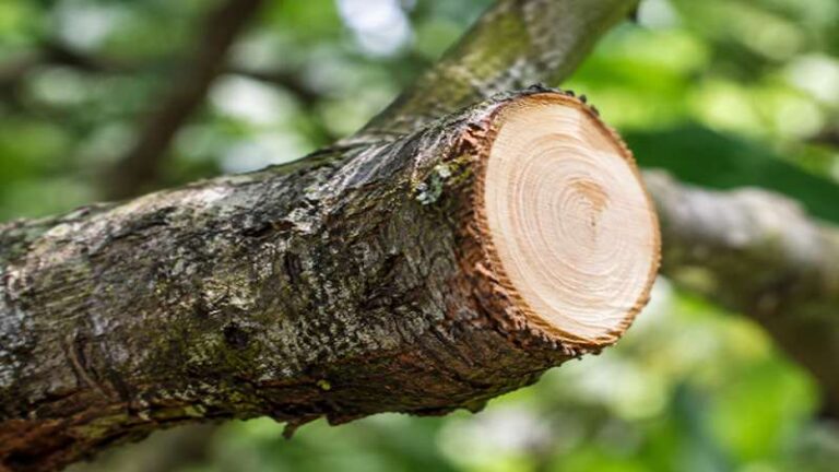 Rochester, Minnesota Tree Care Decisions: When to Prune, Treat, or Remove a Problem Tree